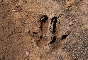 Rock wallaby footprints
