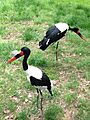 Saddle-billed Stork at the Maryland Zoo