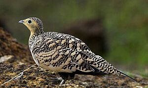 Sandgrouse.jpg