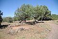 Shoofly Village Ruin, Prehistoric Neighborhood Site