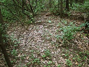 Siggelkow Park Mound