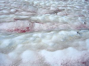 Snow Algae Textures