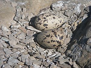 Sooty Oystercatcher eggs
