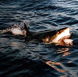 Surfacing great white shark