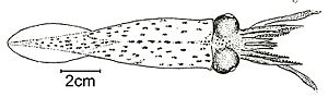 Teuthowenia megalops (illustration by Verrill)