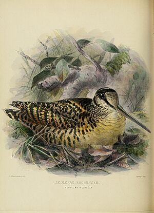 The geographical distribution of the family Charadriidae, or the plovers, sandpipers, snipes, and their allies (1888) (14568890009).jpg