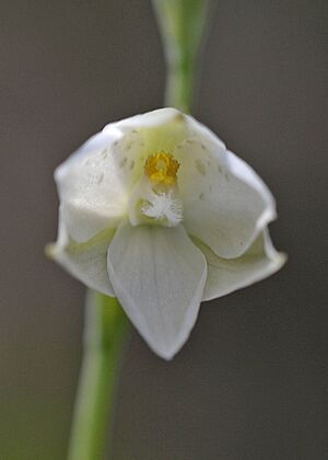Thelymitra juncifolia variation