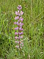 Threatened kincaids lupine flower