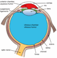 Three Internal chambers of the Eye