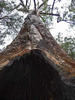 Tingle tree - Valley Of The Giants - Walpole-Nornalup National Park - 1.jpg