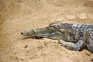 Tomistoma schlegelii fg02