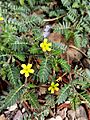 Tribulus terrestris (Family Zygophyllaceae)