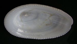 Tugali elegans (inside).JPG