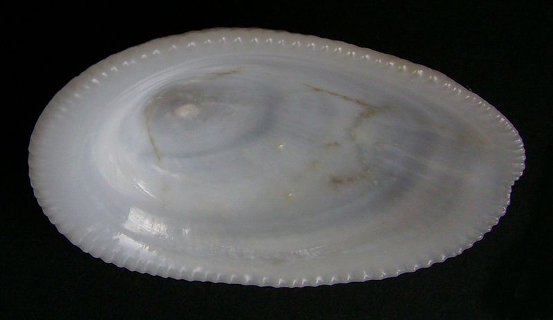 Tugali elegans (inside)