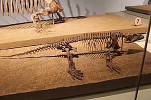 Varanops-Field Museum.jpg