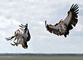 White-backed vulture (Gyps africanus) landing composite