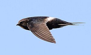 White-rumped swift, Apus caffer, at Suikerbosrand Nature Reserve, Gauteng, South Africa (23057155930), crop.jpg