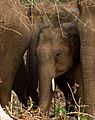 Wild Elephant by N A Nazeer