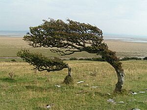 Windblown trees, Humphrey Head - geograph.org.uk - 48659