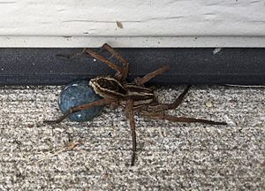 Wolf spider and egg sac