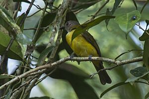 Yellow-bellied Whistler.jpg