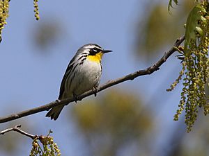 Yellow-throated Warbler 2.jpg