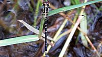 Yellow-tipped Tigertail (16521661665)