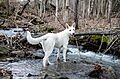Zelda In The Spring River (32109757)