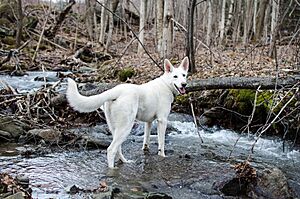 Zelda In The Spring River (32109757).jpeg