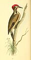 Zoological Illustrations Volume I Plate 20
