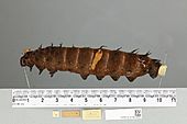 013603981 Ornithoptera priamus poseidon lateral larva