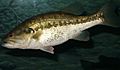 1351 largemouth bass (Micropterus salmoides) 300 dpi