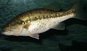 1351 largemouth bass (Micropterus salmoides) 300 dpi.jpg