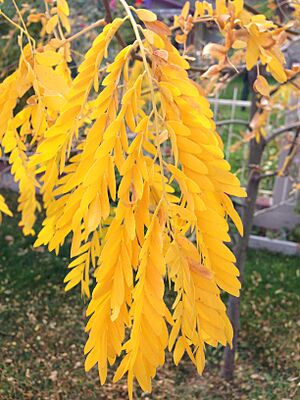 2014-10-11 12 49 16 Honey Locust foliage during autumn in Elko, Nevada