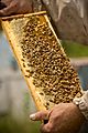 Beehive Facts for Kids