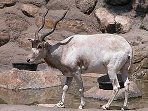 Addax2004