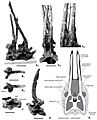 Amargasaurus neck vertebrae