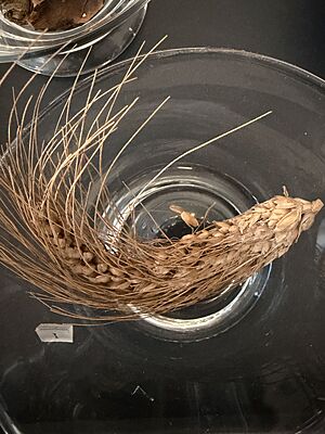 Ancient wheat