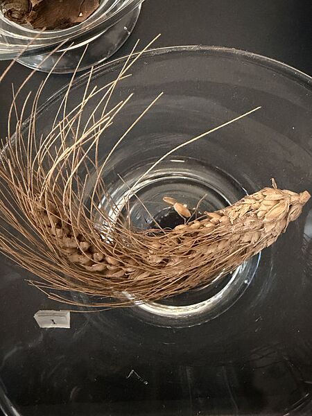 Ancient wheat