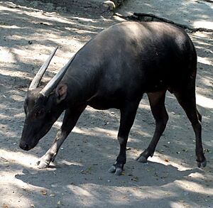 Anoa Bubalus depressicornis Surabaya Zoo.jpg