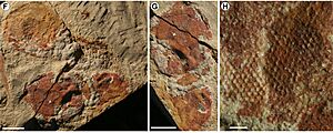 Anomalocaris eye