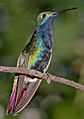 Anthracothorax nigricollis 1152