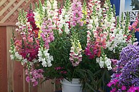 Antirrhinum08ra