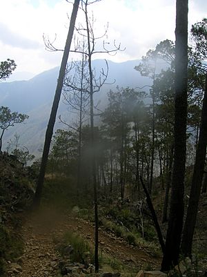 Approaching the peak of Pico Duarte