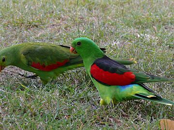 Aprosmictus erythropterus -Australia -pair-8.jpg