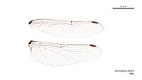 Archaeophya adamsi male wings (35053021635)