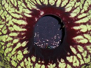 Aristolochia grandiflora detail