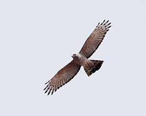Aviceda cuculoides, Mahango-wildtuin, Birding Weto, a