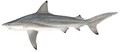 Blacktip shark (Duane Raver)