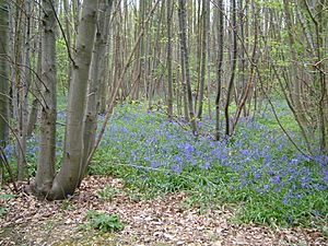 BluebellWood9923Ranscombe